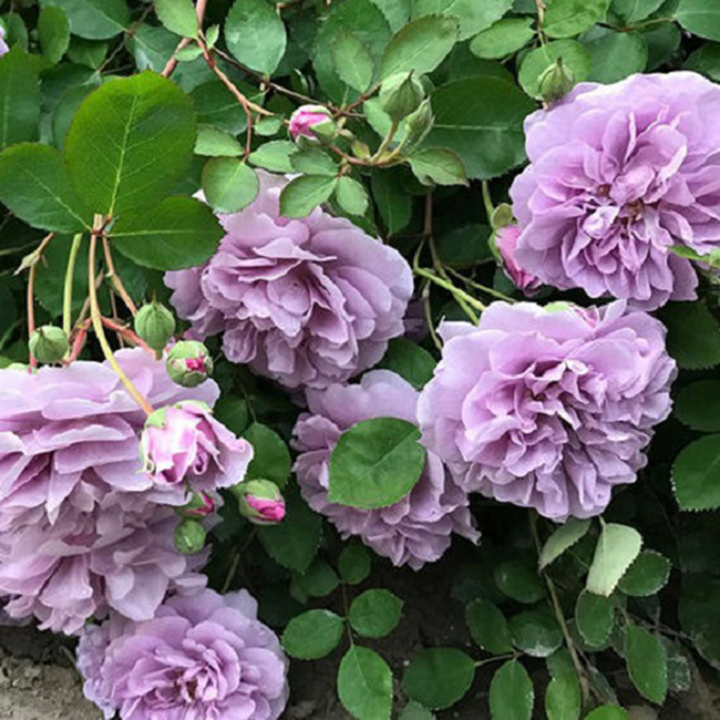 蓝色阴雨月季花苗爬藤大花浓香四季盆栽花卉开花偏紫色藤本玫瑰花 - 图0