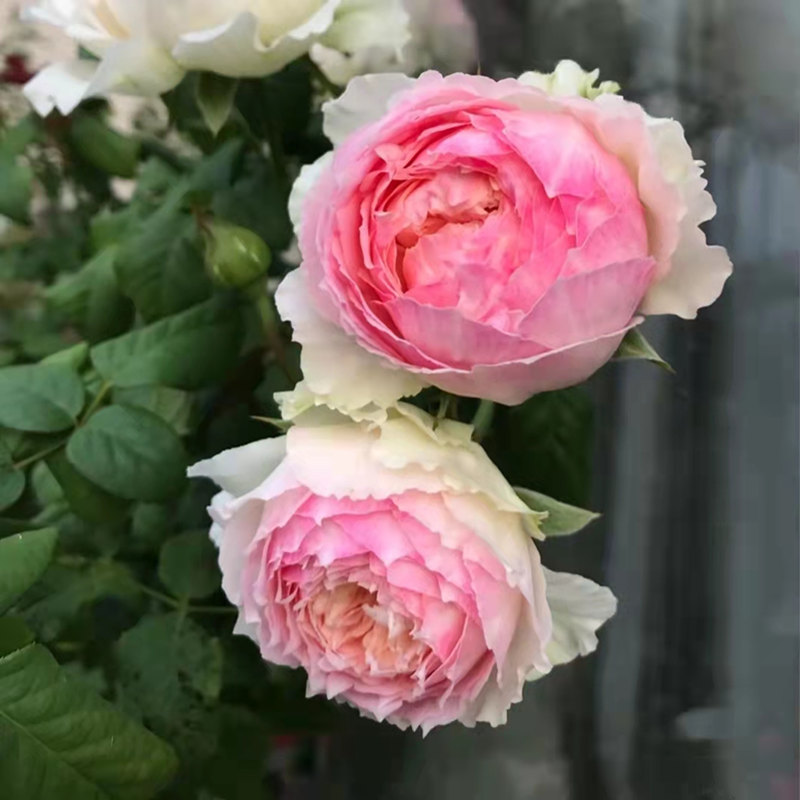 佩尔朱克月季花苗大花浓香开花粉玫瑰庭院室内四季盆栽花卉绿植物 - 图3