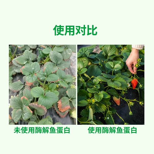 绿陇 Низкотемпературная ферментативная рыба белок водорастворимый удобрения для усиления саженцев и саженцев и укрепления мелкомолекулярных пептидных аминокислотных лиственных удобрений