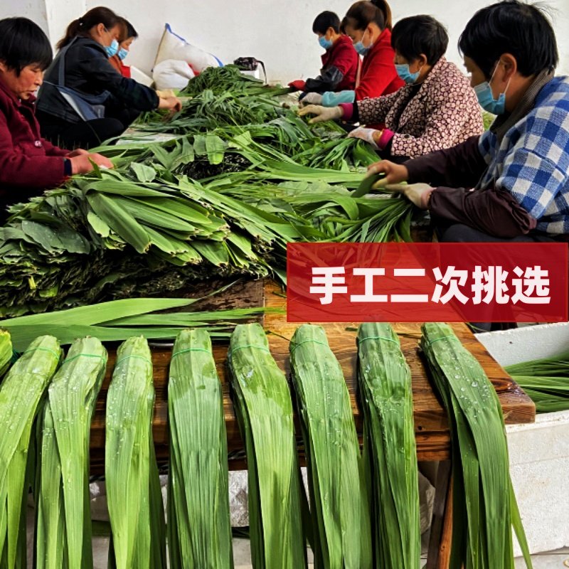 现摘新鲜粽叶芦苇叶农家野生大小宽可晒干细长无绳包粽子的叶子,淘宝优惠券,粉丝福利购,淘宝优惠卷