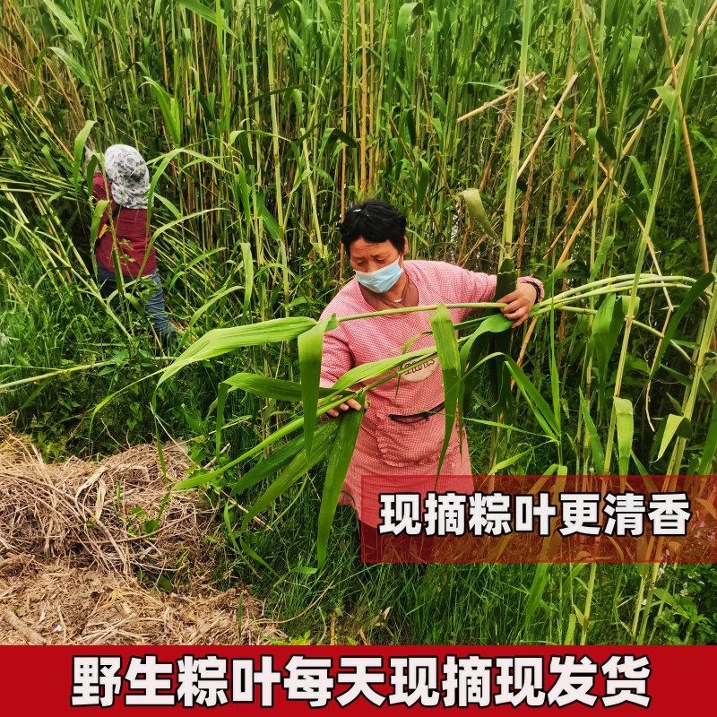现摘新鲜粽叶芦苇叶农家野生大小宽可晒干细长无绳包粽子的叶子,淘宝优惠券,粉丝福利购,淘宝优惠卷