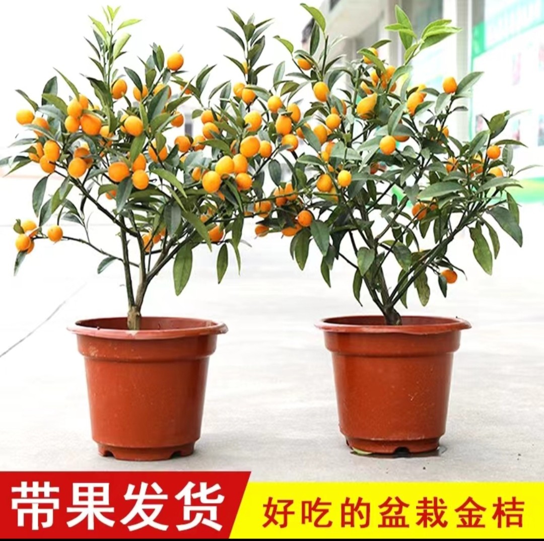 脆皮金桔树苗带果盆栽可食用金橘桔子苗阳台庭院四季结果耐寒植物,淘宝优惠券,粉丝福利购,淘宝优惠卷