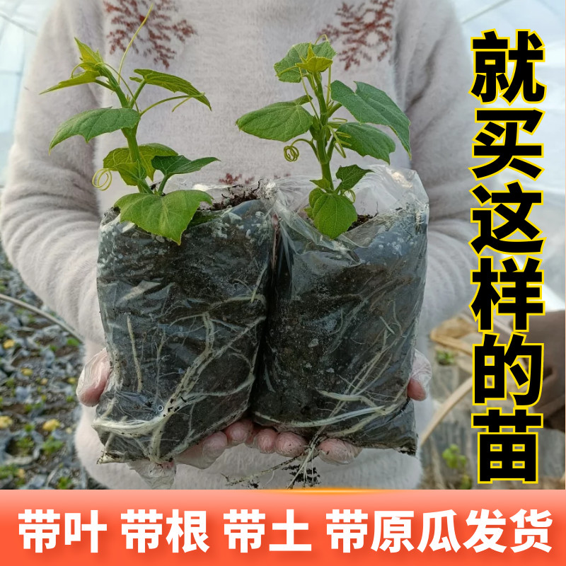 佛手瓜种瓜苗带叶原土大刀豆种子长蛇豆瓜种苗搭架爬藤春季蔬菜苗 - 图0