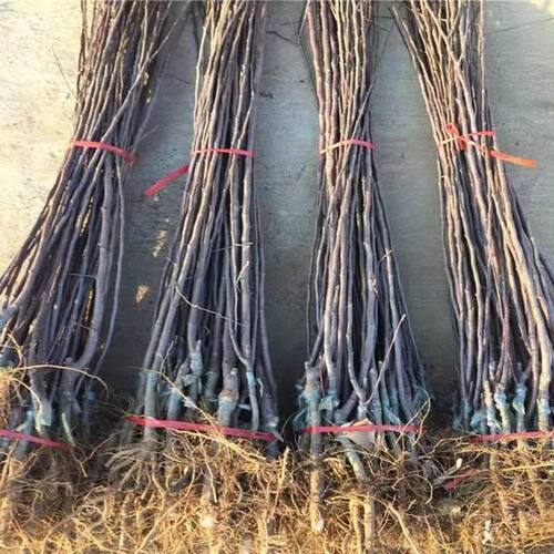 嫁接冰糖心苹果树苗南北方种植地栽高原矮化丑苹果树果苗老桩盆栽 - 图2