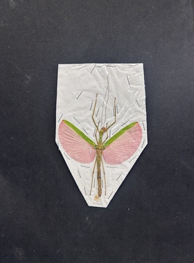 玫瑰竹节虫标本真昆虫素材手工创意小众礼物科普摆件A1/A-