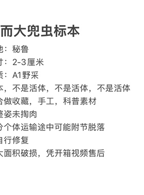 摩而大兜虫真昆虫甲虫标本素材手工创意小众礼物科普教具