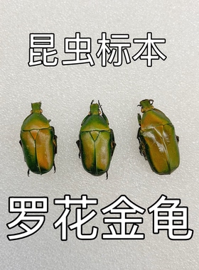 罗花金龟真昆虫甲虫标本素材手工创意小众礼物科普教具收藏小朋友