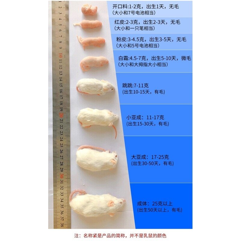 冷冻乳鼠小老鼠幼鼠冰冻小白鼠喂蛇饲料红皮独立包装湖南发货 - 图1