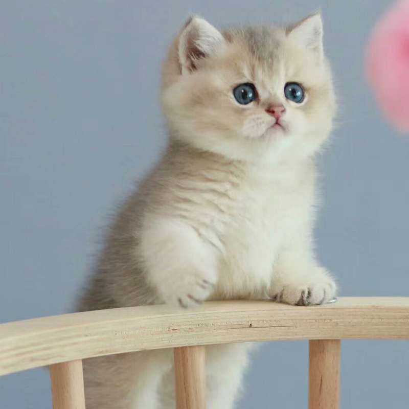 英国短毛猫品种蓝金渐层纯种小奶猫宠物猫活体小猫咪金渐层幼猫 - 图3
