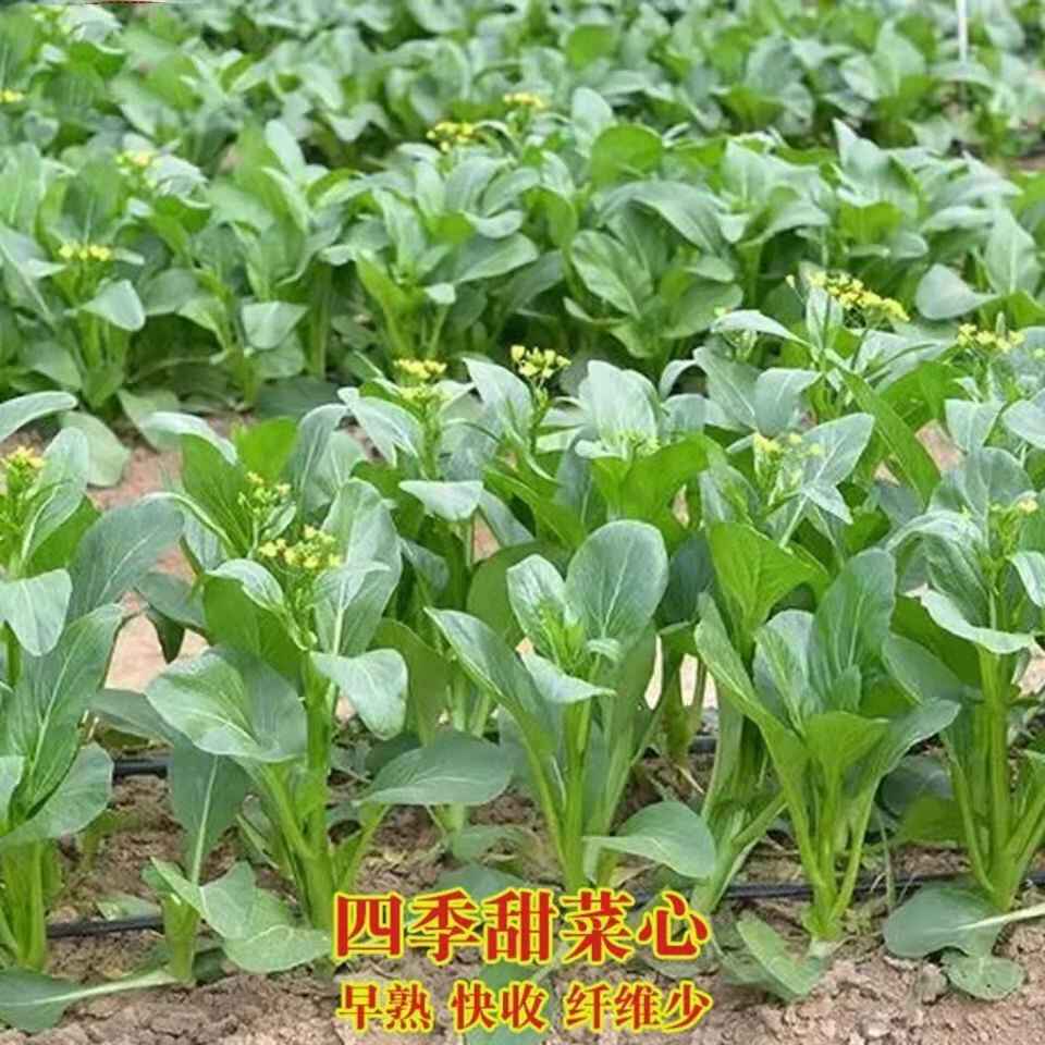 买菜种子 新人首单立减十元 22年2月 淘宝海外