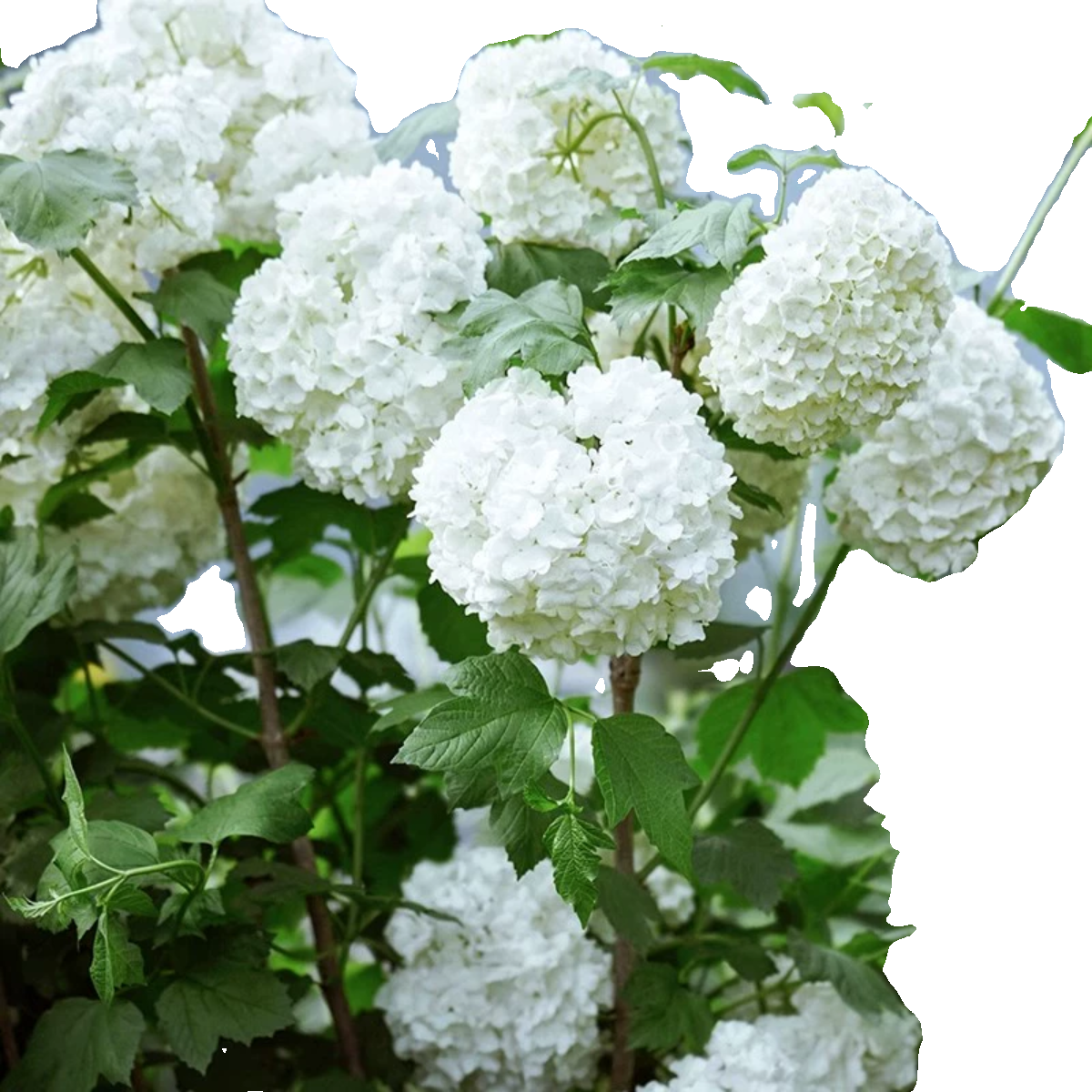 欧洲木绣球玫瑰花耐寒耐高温盆栽地栽庭院阳台木本绣球花卉大绿植,淘宝优惠券,粉丝福利购,淘宝优惠卷