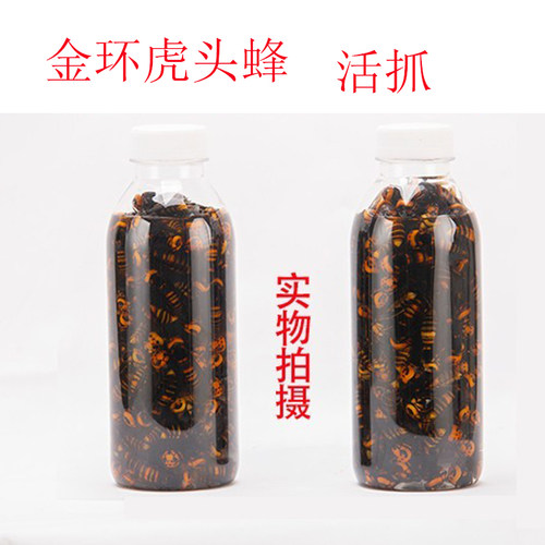 金环虎头蜂地活泡雷蜂散装大黄蜂马蜂红娘蜂新鲜干品蜂蛹110只 - 图0