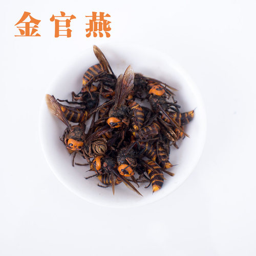 金环虎头蜂地活泡雷蜂散装大黄蜂马蜂红娘蜂新鲜干品蜂蛹110只 - 图3