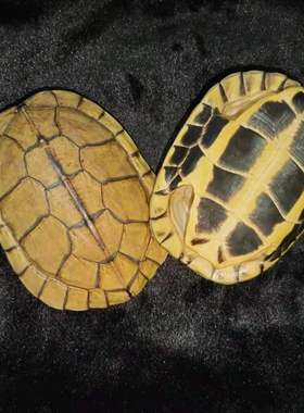 天然文玩真乌龟壳工艺品客厅