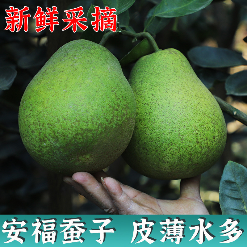 正宗安福蚕子江西特产吉安金兰柚孕妇新鲜水果萍乡武功山吉水柚子