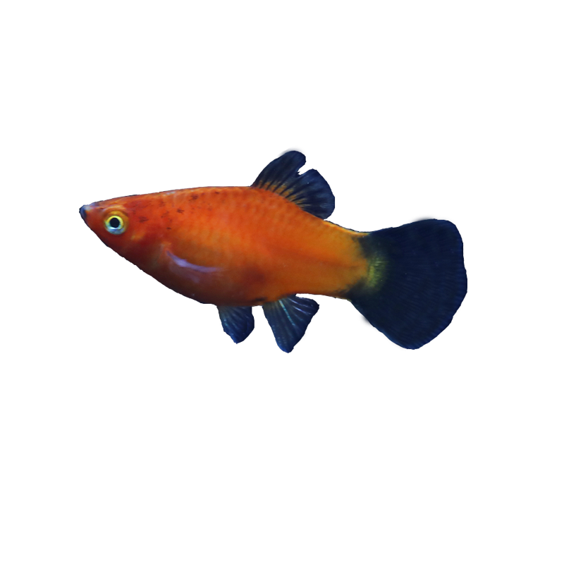 热带鱼耐养的胎生鱼红箭皮球玛丽米奇月光淡水小鱼活体小型观赏鱼-图3