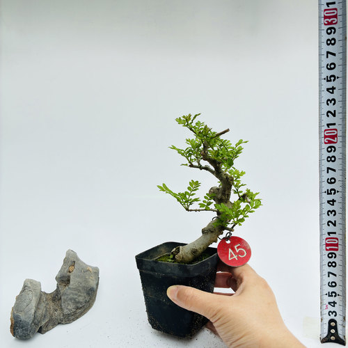 一物一拍对节白蜡微小型盆景素材新手练手桩趣味造型阳台绿植熟桩 - 图1