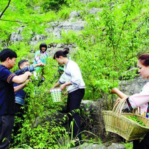 小叶苦丁茶叶2026正品青山绿水毛冬青嫩芽中药材500g装非野生特级 - 图0
