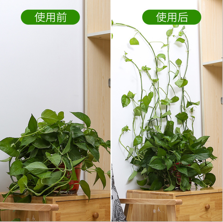 绿植固定器定型家用壁挂扣绿枝藤蔓架攀爬夹无痕绿萝爬墙挂钩神器 - 图2