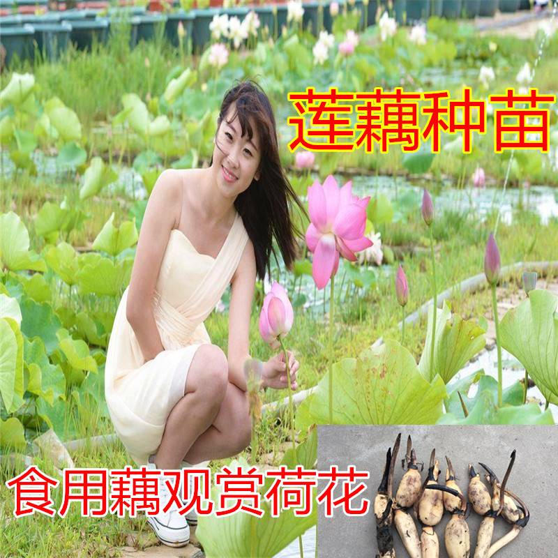 荷花莲藕苗 池塘观赏荷花食用莲花苗盆栽大型莲藕种根苗种藕苗