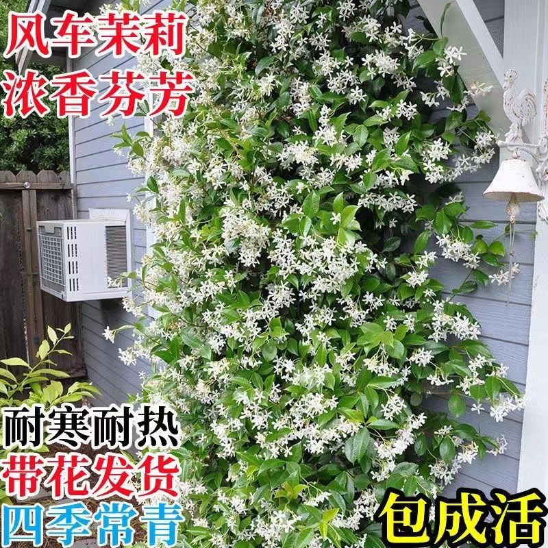 紫罗兰风车茉莉爬藤花卉植物络石藤苗庭院盆栽四季常青藤蔓耐寒 - 图1