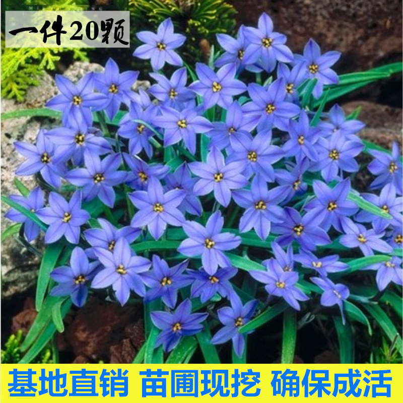 风雨兰花重瓣韭菜兰庭院绿植桌面盆栽葱莲葱兰百合花卉室内外阳台 - 图0