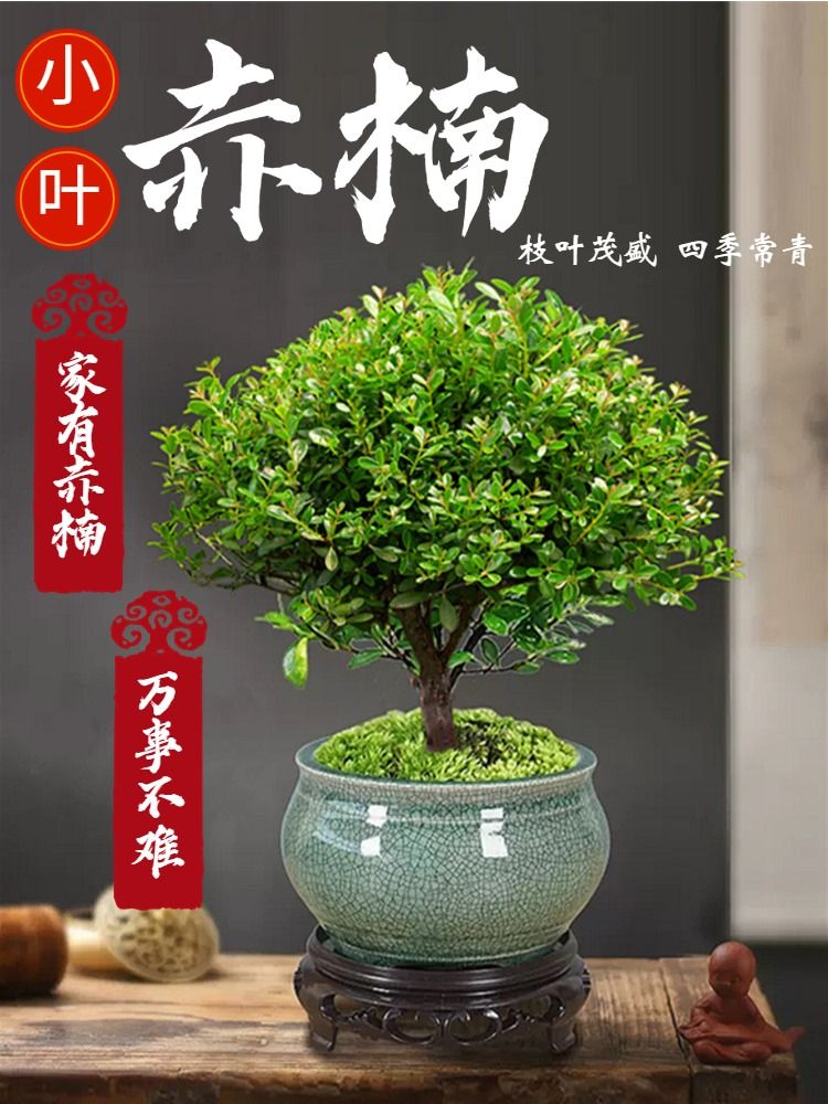 小叶赤楠老桩盆栽盆景迷你植物室内花卉办公室桌面小绿植好养四季 - 图3