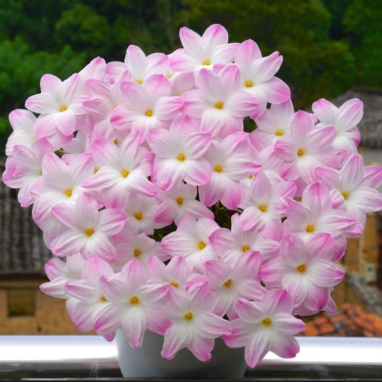 风雨兰花重瓣韭菜兰庭院绿植桌面盆栽葱莲葱兰百合花卉室内外阳台 - 图2