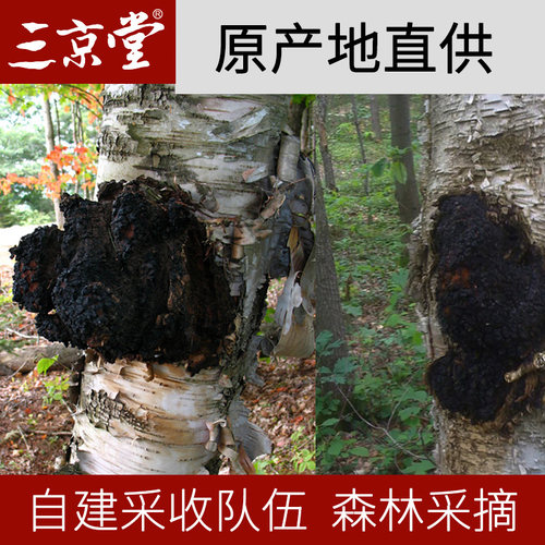三京堂桦树茸白桦茸桦褐孔菌黑金颗粒整块长白山切块桦树茸 - 图2