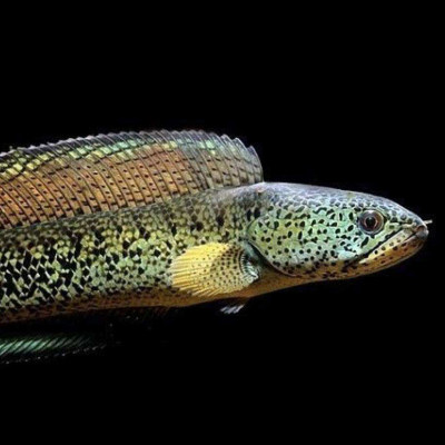 祥霖水族大型肉食观赏鱼巴卡雷龙鳢科风水鱼梦幻雷龙鱼淡水鱼包邮 虎窝淘