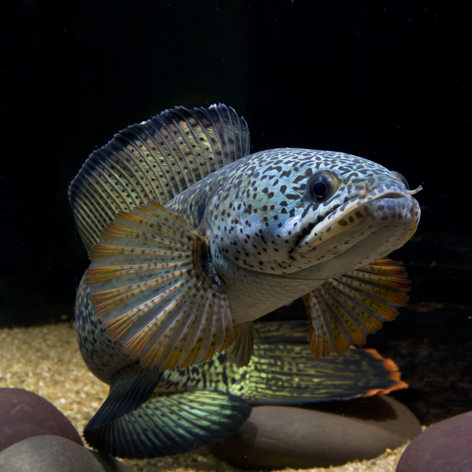 祥霖水族大型肉食观赏鱼巴卡雷龙鳢科风水鱼梦幻雷龙鱼淡水鱼包邮-图2