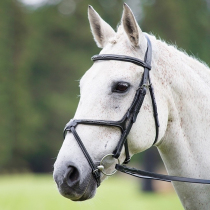 British Shires 8-shaped water Le reins (Avignon) Lochma with 8218087