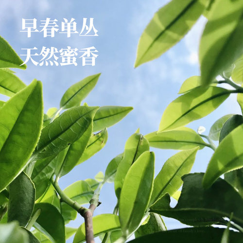 早春蜜香单丛乌龙茶岭头白叶天然蜜香饶平茶自家茶山50g - 图0