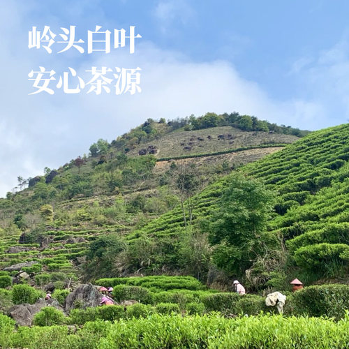 早春蜜香单丛乌龙茶岭头白叶天然蜜香饶平茶自家茶山50g - 图3