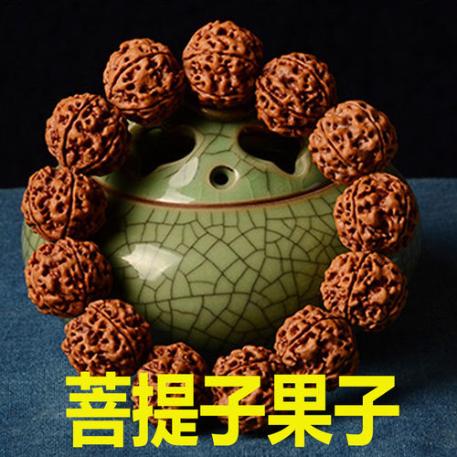 佛门圣树菩提树苗 正宗金刚菩提树苗 平安树苗 星月 凤眼菩提树苗 - 图3