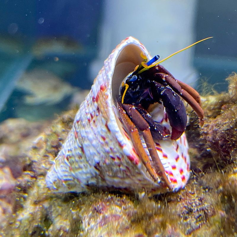 海洋寄居蟹活体海洋生物清缸吃藻吃残渣观赏活体红脚寄居蟹除藻 - 图2