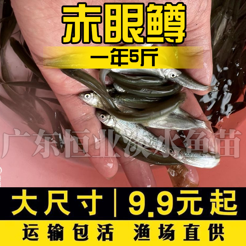 赤眼鳟鱼苗红眼鱼喂乌龟小鱼苗淡水活体鱼塘养殖小泥鳅苗参鱼鲫鱼 - 图2