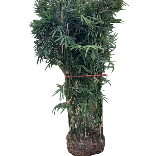 竹子苗庭院植物北方耐寒紫竹苗罗汉竹毛竹盆栽户外风景四季青竹苗 - 图3