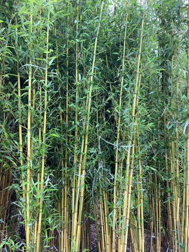 竹子苗庭院植物北方耐寒紫竹苗罗汉竹毛竹盆栽户外风景四季青竹苗 - 图1