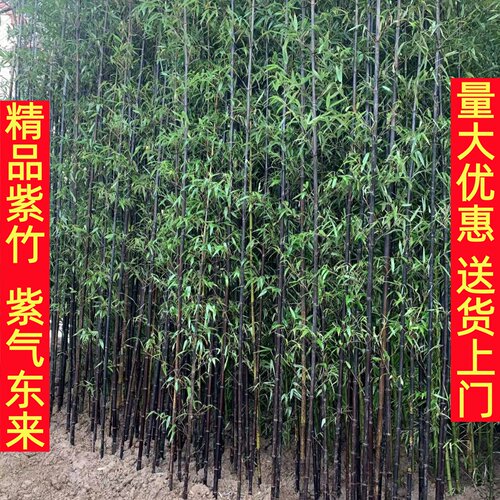 四季常青竹子苗庭院观赏植物盆栽四季常青耐寒紫竹青翠竹绿化苗木 - 图1