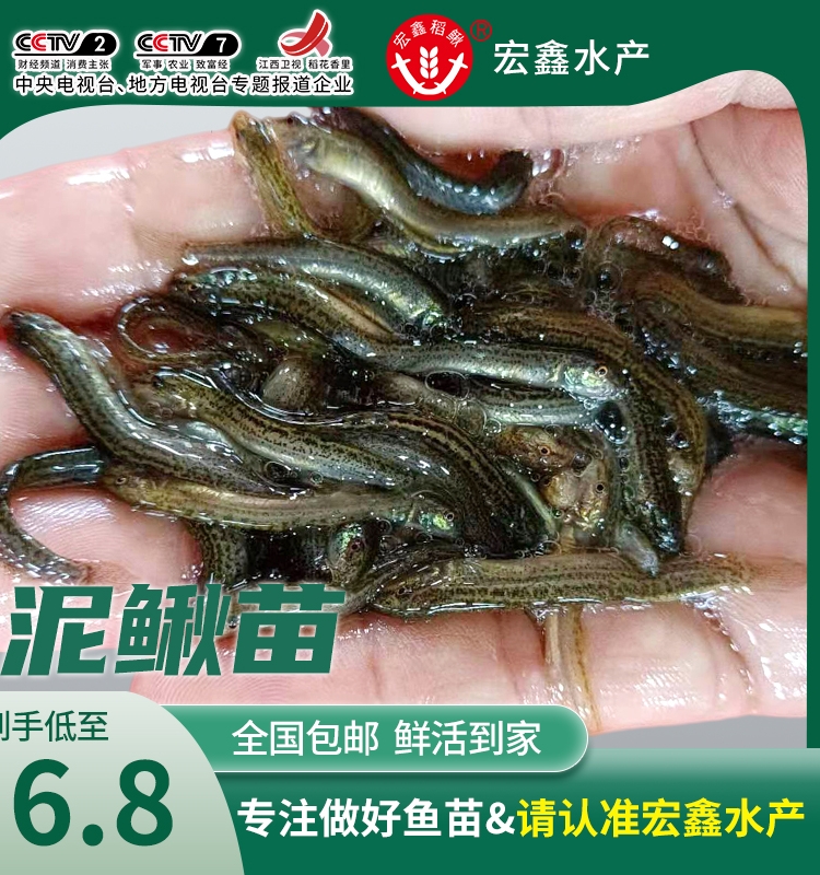 喂乌龟的小鱼苗淡水草鱼食蚊鱼练手鱼饲料鱼龙鱼饲料活体鱼闯缸鱼