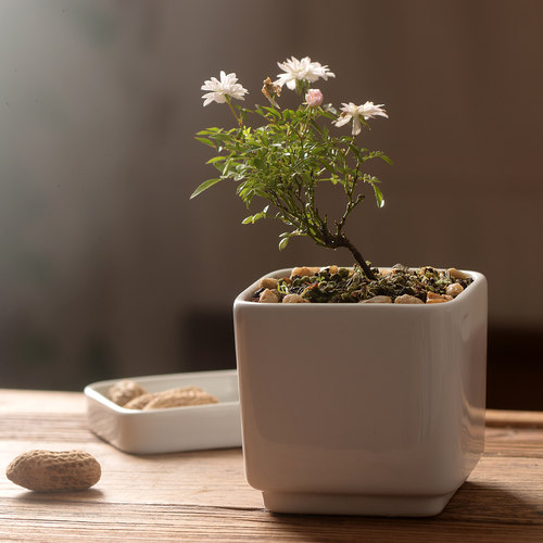 香氏植物室内小盆栽陶瓷盆绿植月季茉莉花卉文竹兰花发财树办公室 - 图1