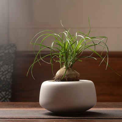 香氏含盆植物盆栽清香木翠叶石榴酒瓶兰六月雪胡椒木老桩绿植盆景 虎窝淘