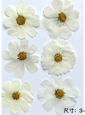 格桑花波斯菊diy婚纱美妆标本