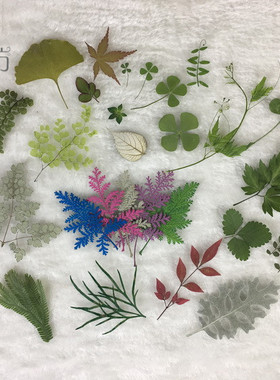 花蔓叶银边叶 押花树叶叶子diy干花手机壳野生植物标本画教学材料