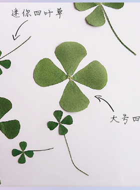 四叶草田字草diy材料植物标本