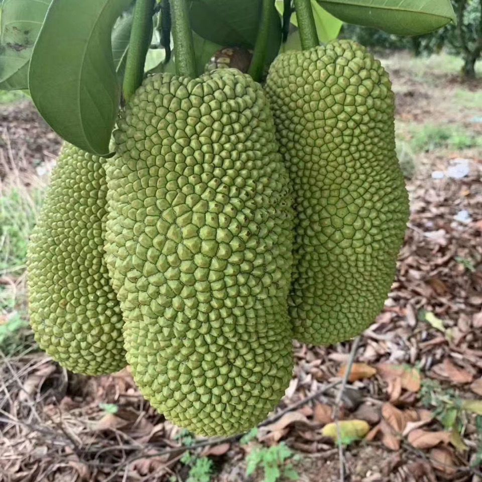 海南榴莲蜜整个8斤新鲜热带水果软糯手撕湿苞菠萝蜜巴掌金钱顺丰 - 图2