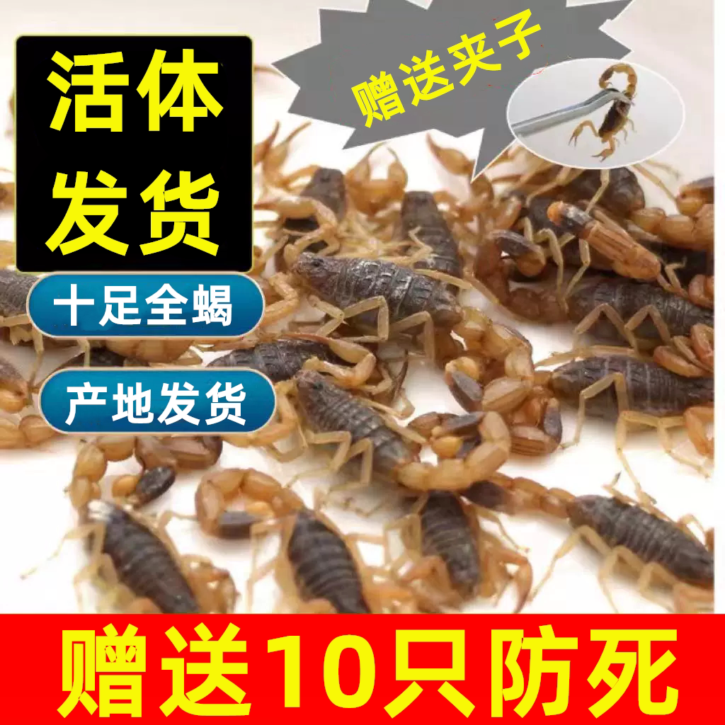活蝎子代油炸食用蝎子新鲜活体沂蒙小吃油炸蝎子活虫十足全蝎包邮