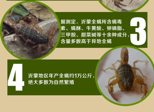 沂蒙山十足蝎子干清水蝎子干全虫蝎子全蝎干50克包邮冷冻保存 - 图2