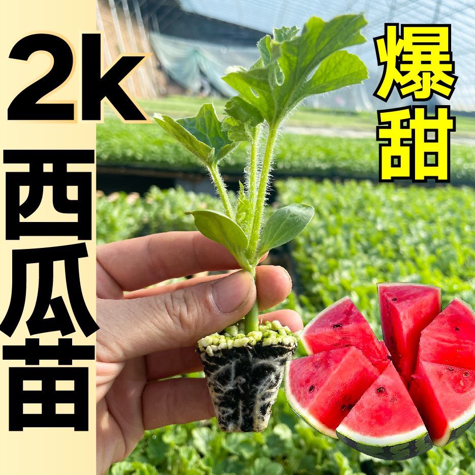 皮超薄2k西瓜苗秧带土球春秋麒麟8424甜王懒汉西瓜种子可盆栽阳台 - 图2